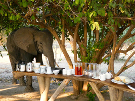 Tree Rivers Camp - South Luangwa